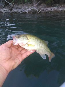 Largemouth Bass