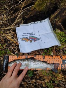 Rainbow Trout