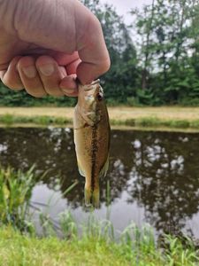 Largemouth Bass