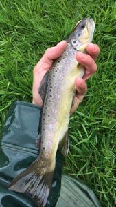 Brown Trout