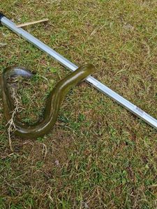 European Eel (Common Eel)