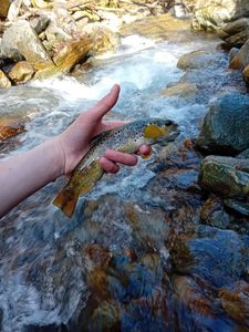 Brown Trout