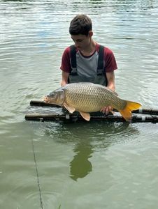 Common Carp