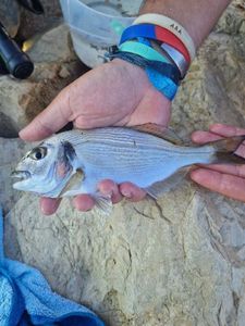 Gilthead Seabream