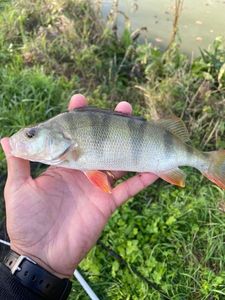 European Perch