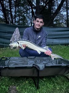 Sturgeon