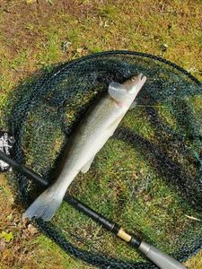 Zander