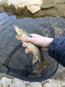 Barbel
