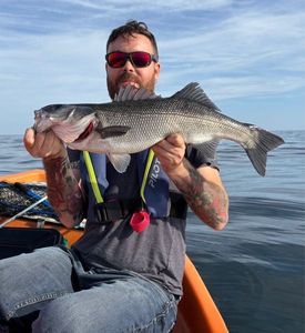 European Bass (Seabass)