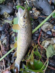 Brown Trout