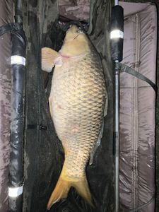 Common Carp