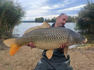 Common Carp