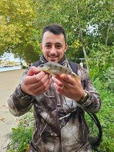 European Perch