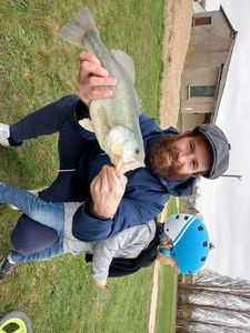 Largemouth Bass
