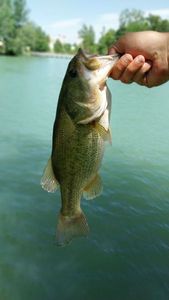 Largemouth Bass
