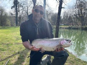 Rainbow Trout
