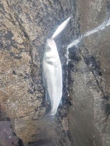 European Bass (Seabass)