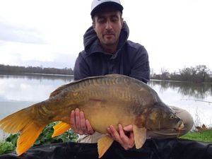 Mirror Carp