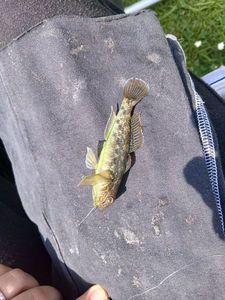 Round Goby