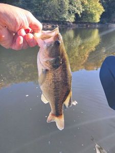 Largemouth Bass