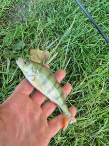 European Perch