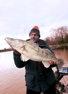 Zander