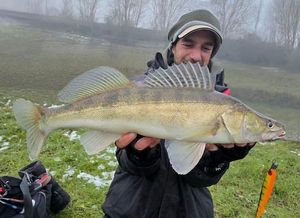 Zander