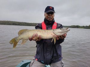 Northern Pike