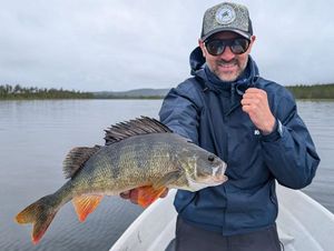 European Perch