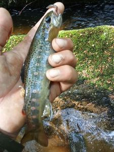 Brown Trout