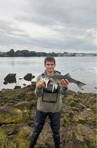 European Bass (Seabass)