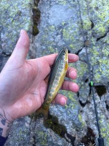 Brown Trout