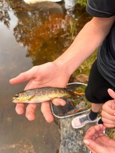 Brown Trout