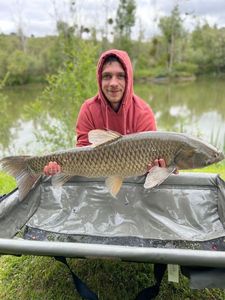 Grass Carp