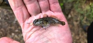 Round Goby