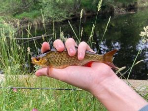 Common Bream