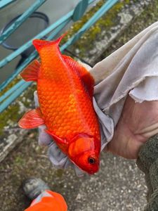 Crucian Carp