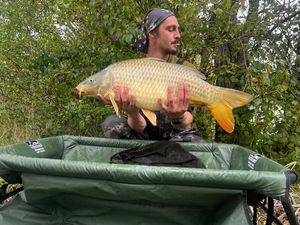 Common Carp