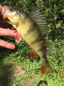 European Perch