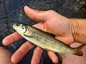 Brown Trout