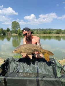Common Carp
