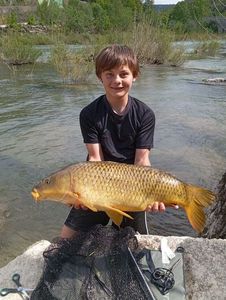 Common Carp
