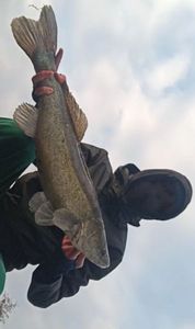 Zander