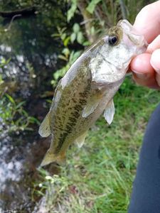 Largemouth Bass
