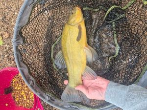 Tench