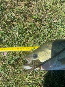 Largemouth Bass
