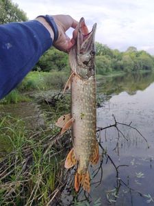 Northern Pike