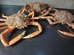 European Spider Crab