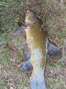 Tench