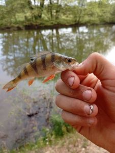 European Perch